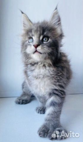 Мейн-кун полидакты вязка и котята