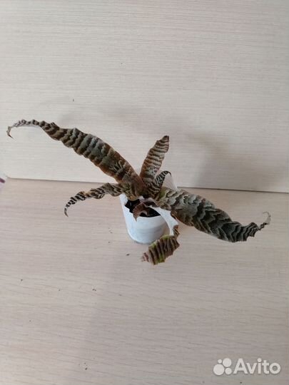 Криптантус, крестовник