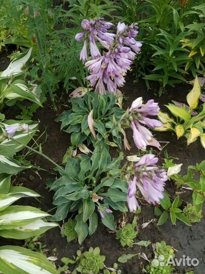 Многолетние растения для тени, солнца, полутени