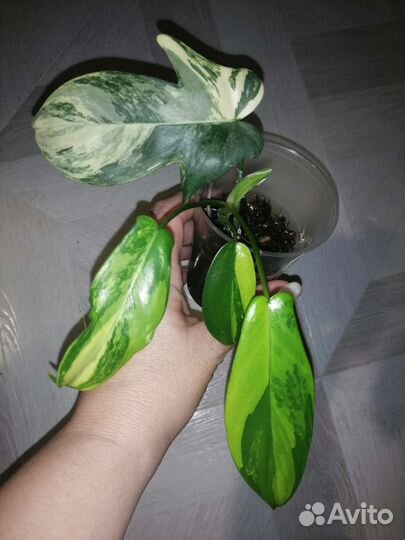 Филодендрон