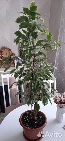 Фикус бенджамина