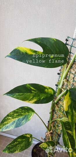 Epipremnum pinnatum 'Yellow flame'