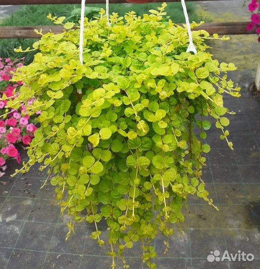 Вербейник монетчатый(Лизимахия)