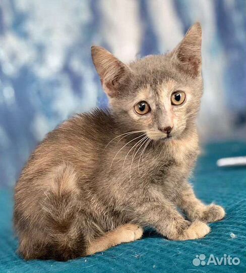 Очаровательные девочки Аля и Ляля в добрые руки