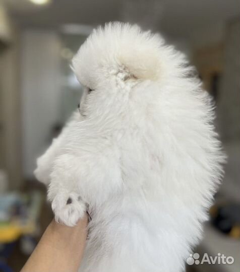 Шпиц померанский