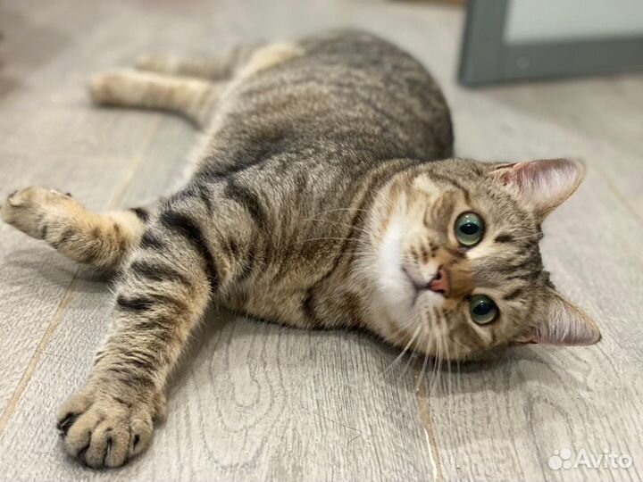 Отдаю кошку Латину в добрые руки