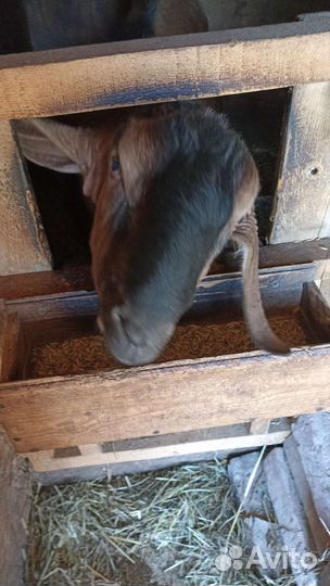 Нубийский козел