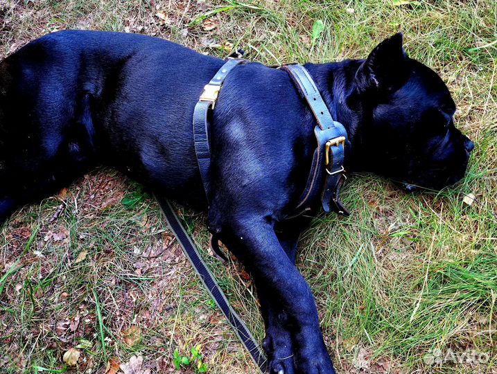 Кане корсо вязка