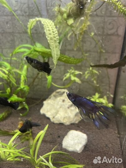 Рыбка петушок самец