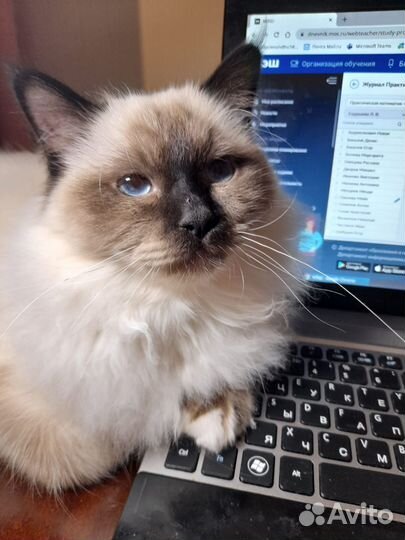 Священная бирма