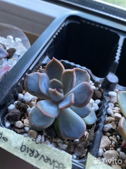 Эхеверии эчеверии echeveria