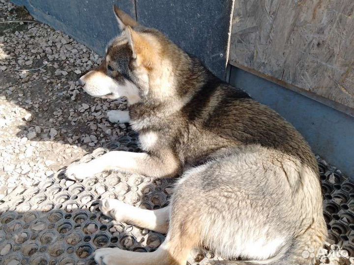 Метис лайки (девочка)