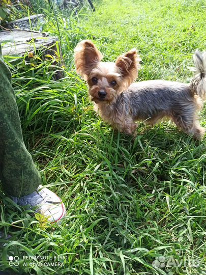 Йоркширский терьер