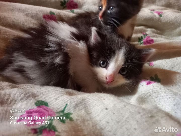 Котята в добрые ответственные руки