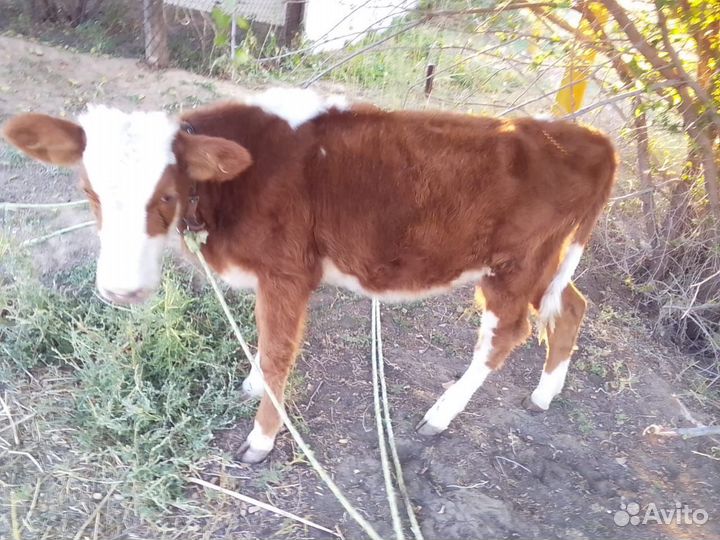 Телочка бычок