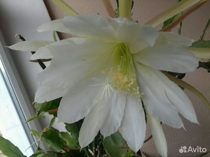 Черенки красиво цветущих растений