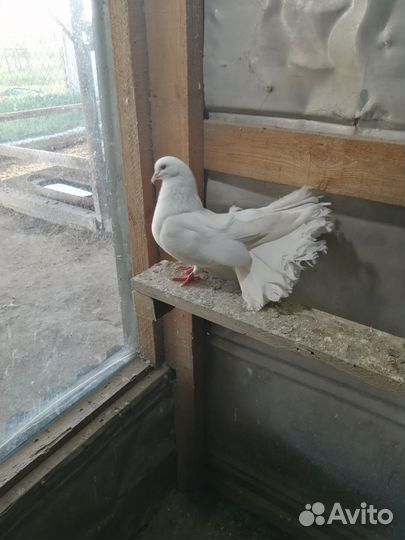 Голуби продажа павлины