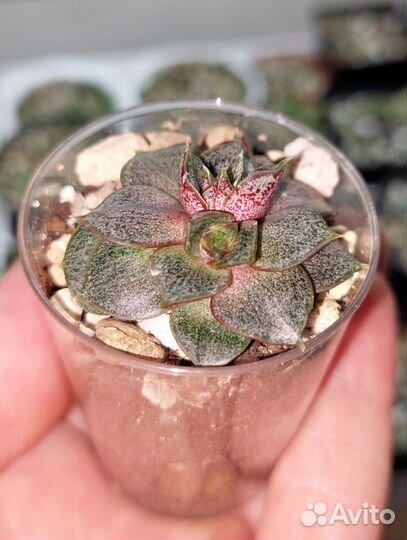 Суккуленты