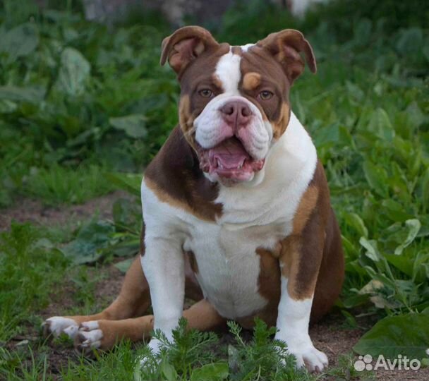 Английский бульдог девочка