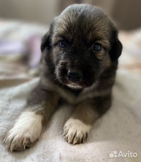 Щенки бесплатно