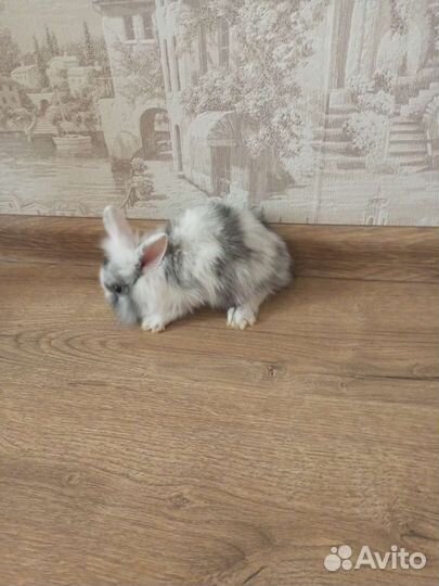 Крольчата декоративные