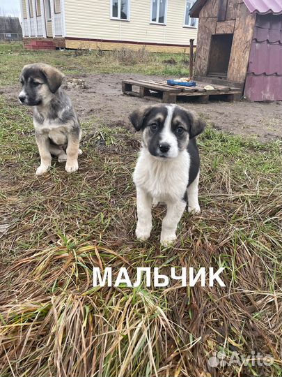 Щенки бесплатно помесь алабая Лен.область