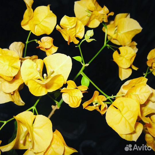 Бугенвиллия