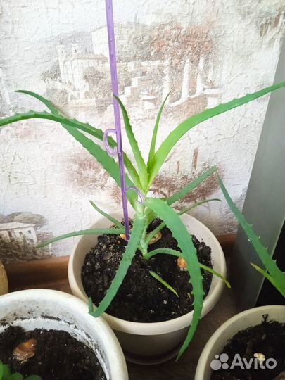 Отросток алое и денежное дерево