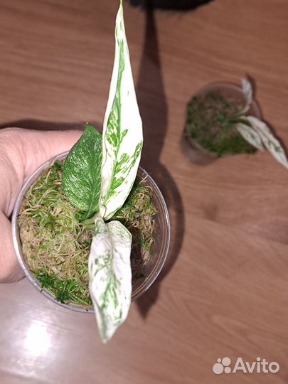 Спатифиллум Ангел бэби