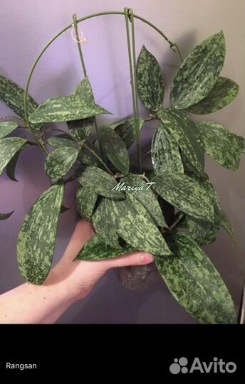 Хойи сортовые