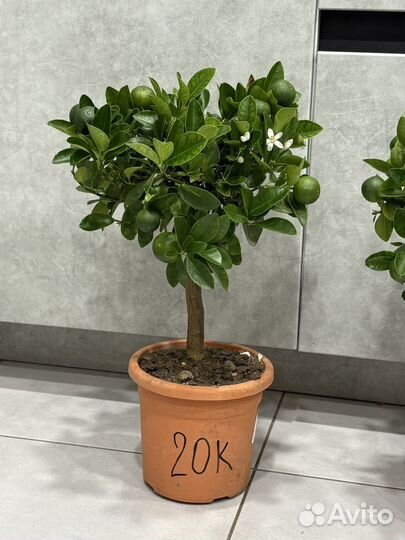 Мандариновое дерево