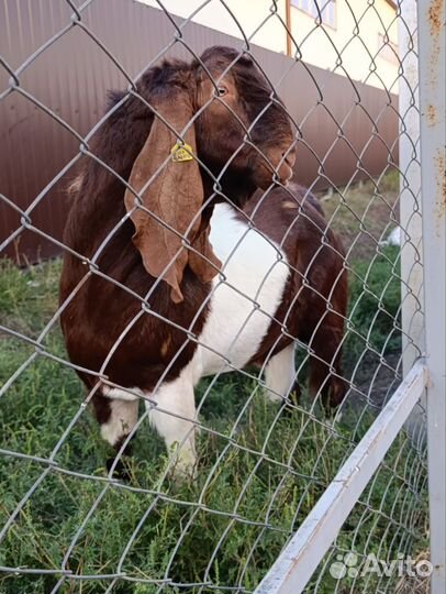 Козел камори, козлята нубо-камори