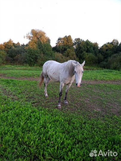 Лошадь кобыла 14лет