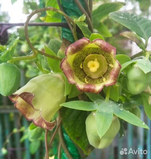 Рассада многолетних цветов