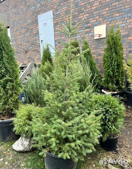 Можжевельник Блю Эрроу с доставкой с полей