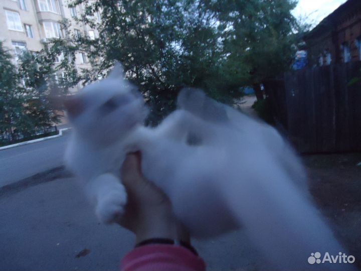 Белый котенок