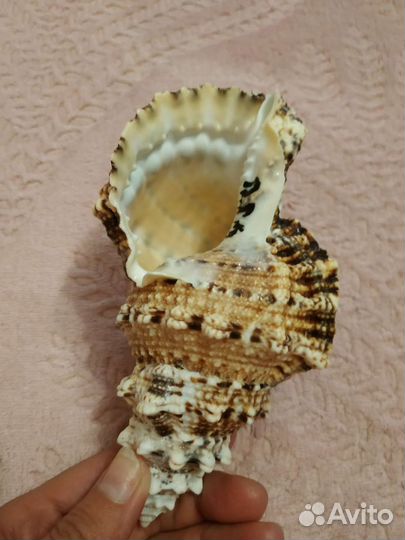 Ракушка с черного моря