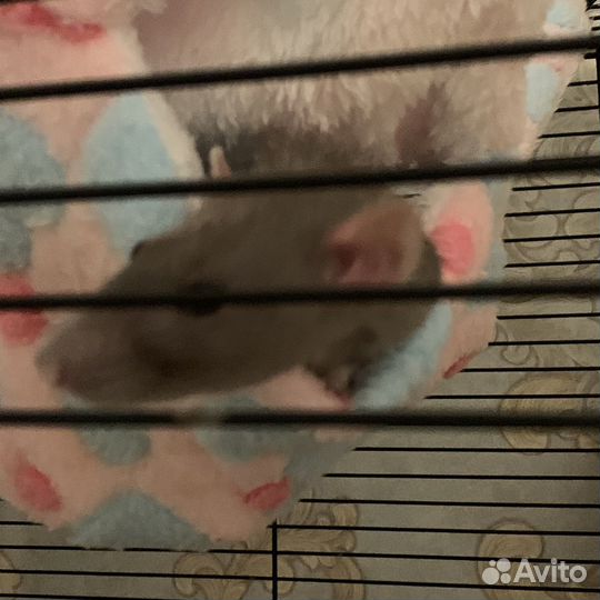 Крыса дамбо с клеткой