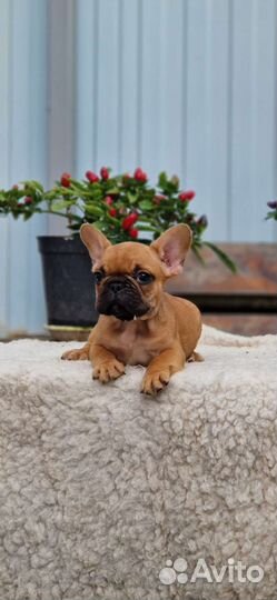 Французский бульдог мини