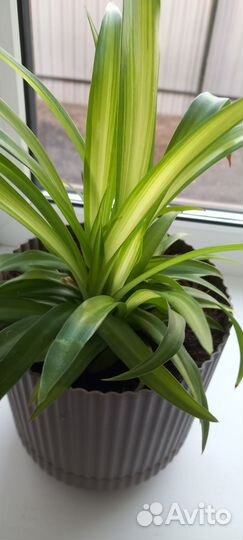 Хлорофитум Гавайский паук