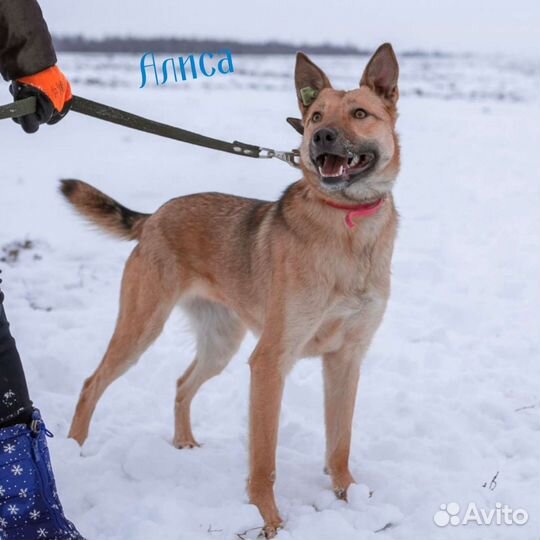 Собака в добрые руки