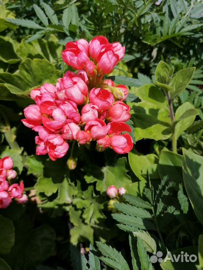 Пеларгония герань