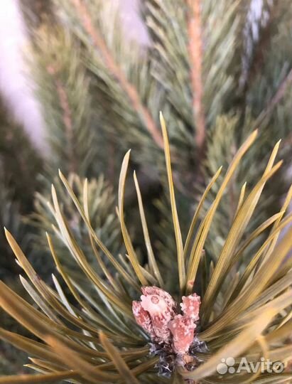 Ель живая с доставкой