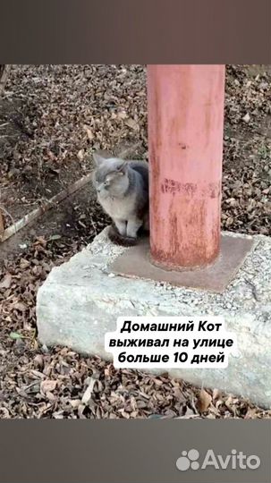 Кот