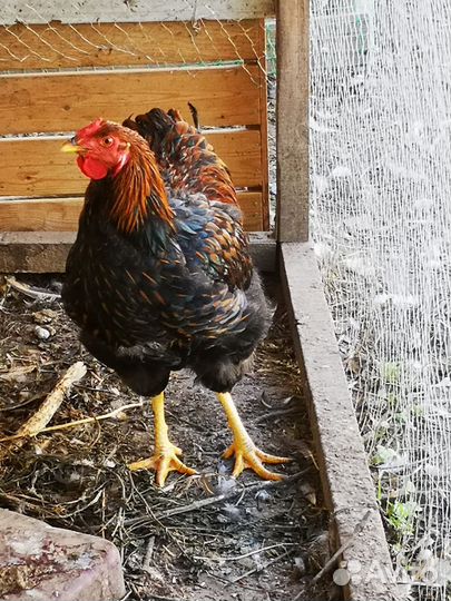 Петух виандот