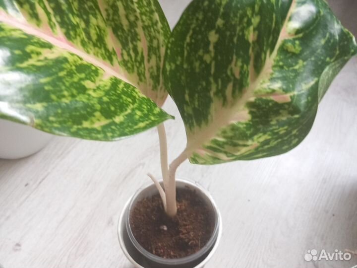 Аглаонема Спринг ред,Батерфляй