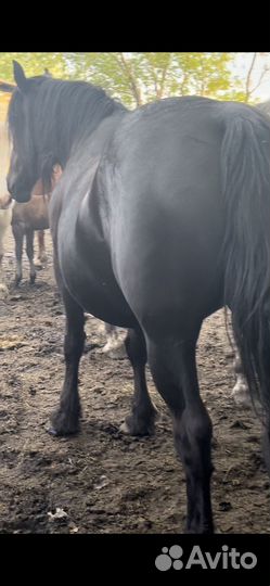 Продам тяжеловозных кобыл