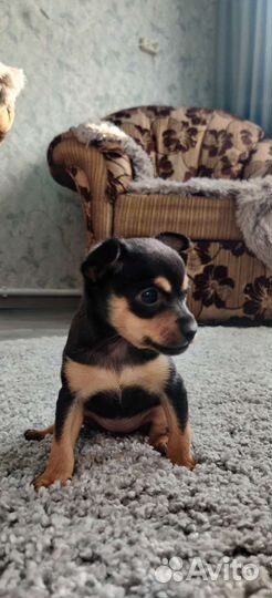 Мини той-терьер щенки