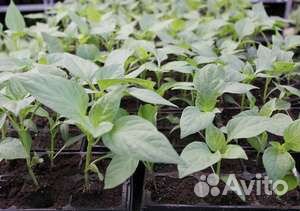 Рассада овощей и цветов