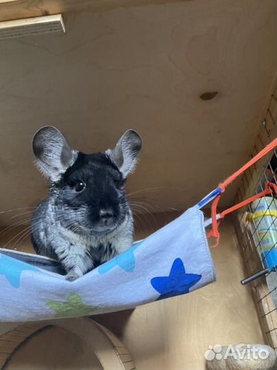 Вольер (клетка- витрина) для шиншиллы